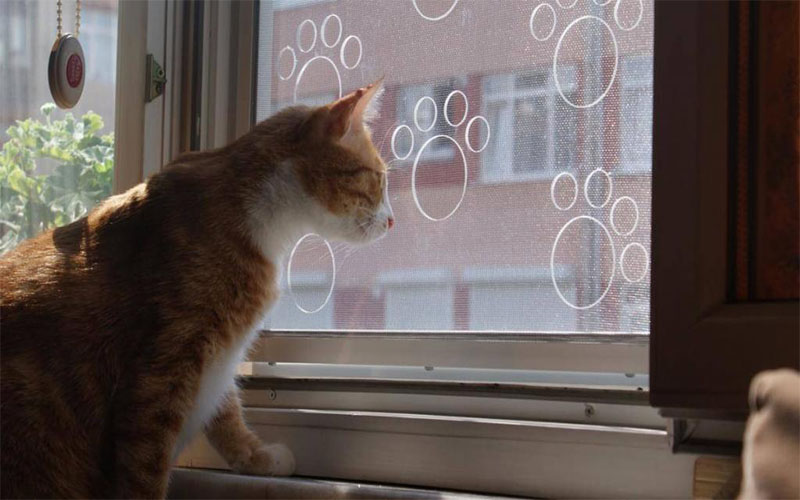 Cam Balkon Kedi Sinekliği