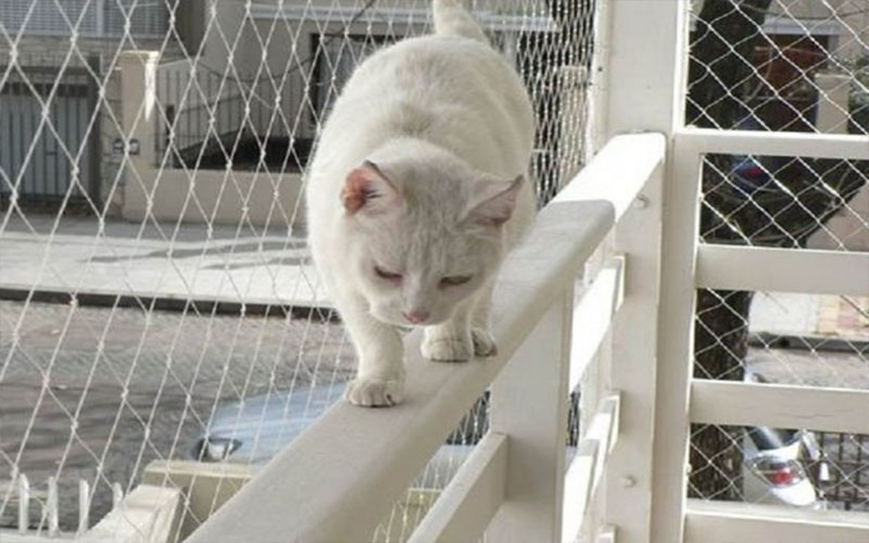 Cam İçin Kedi Teli